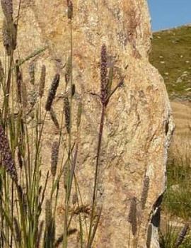 Paperback Stone Notebook Large Size 8.5 x 11 Ruled 150 Pages Softcover Book