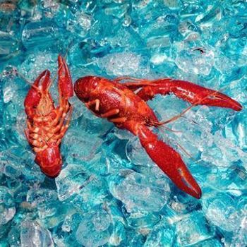 Vinyl Here You Are Book