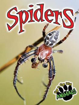 Paperback Spiders Book