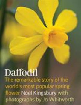 Hardcover Daffodil: The Remarkable Story of the World's Most Popular Spring Flower Book