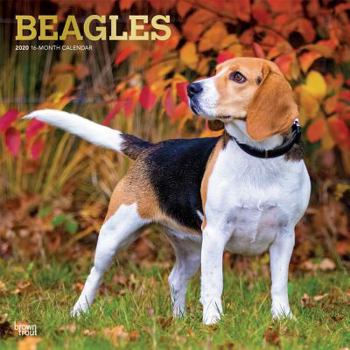 Calendar Beagles 2020 Square Foil Book