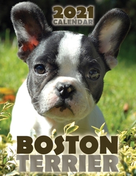 Paperback Boston Terrier 2021 Calendar Book