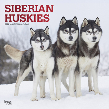 Calendar Siberian Huskies 2021 Square Foil Book