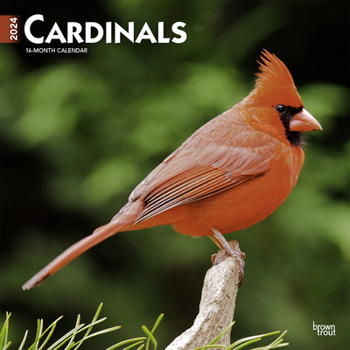 Calendar Cardinals 2024 Square Book