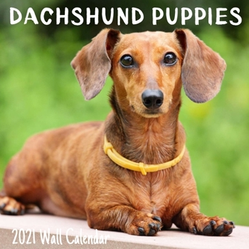 Dachshund Puppies 2021 Wall Calendar: Dachshund Puppies Calendar 2021,18 Months.