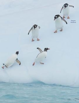 Penguin Notebook: Wide-Ruled, Notebook, 110 Pages, Full Size (8.5 x 11 inches), Large, Glossy Cover, Design on Front and Back