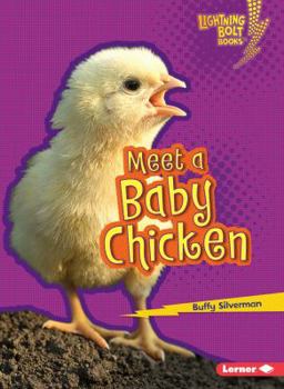 Paperback Meet a Baby Chicken Book