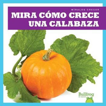 Mira Cómo Crece una Calabaza / Watch a Pumpkin Grow