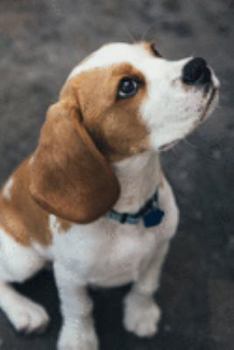 Paperback Beagle Planner: 2020 diary: Increase productivity, improve time management, reach your goals: Beautiful beagle puppy cover Book
