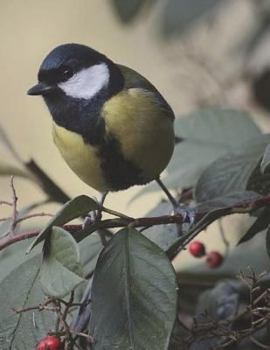 Paperback Bird Notebook Large Size 8.5 x 11 Ruled 150 Pages Book