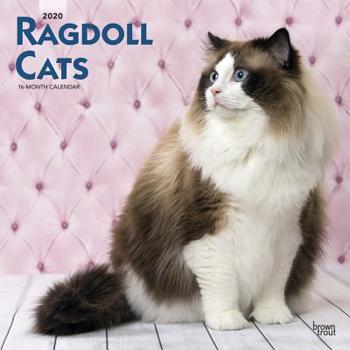 Calendar Ragdoll Cats 2020 Square Book