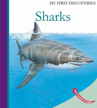 Spiral-bound Sharks Book