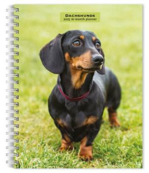 Calendar Dachshunds 2025 6 X 7.75 Inch Spiral-Bound Wire-O Weekly Engagement Planner Calendar New Full-Color Image Every Week Book
