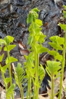 2020 Weekly Planner Spring Ferns Water 134 Pages: 2020 Planners Calendars Organizers Datebooks Appointment Books Agendas