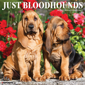 Calendar Just Bloodhounds 2022 Wall Calendar (Dog Breed) Book