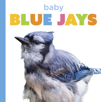 Baby Blue Jays