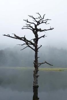 Paperback Deforestation Notebook Book