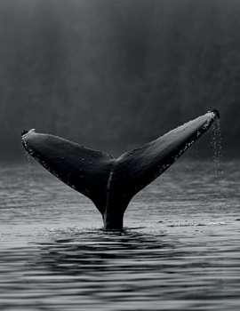 Notebook: College Ruled Composition Notebook / Whale Cover