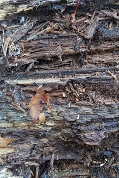 2020 Daily Planner Dry Weathered Wood Leaves 388 Pages: 2020 Planners Calendars Organizers Datebooks Appointment Books Agendas