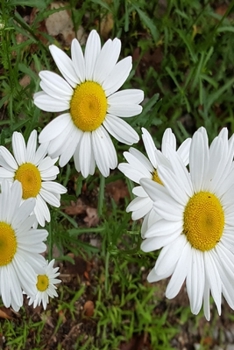 Paperback 2020 Daily Planner Pretty Daisies Full Bloom 388 Pages: 2020 Planners Calendars Organizers Datebooks Appointment Books Agendas Book