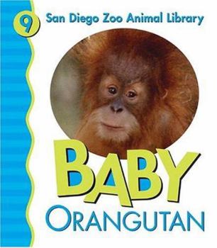 Board book Baby Orangutan Book