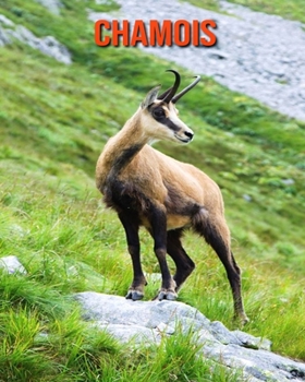 Chamois: Amazing Facts & Pictures