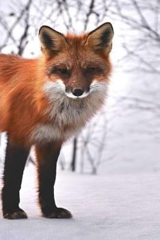 Paperback Fox: The Red Fox's Resourcefulness Has Earned It a Legendary Reputation for Intelligence and Cunning. Book