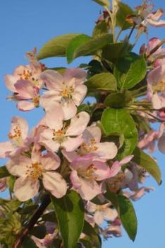 Paperback Arkansas State Flower - Apple Blossom Journal: 150 page lined notebook/diary Book
