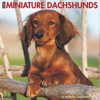 Calendar Just Mini Dachshunds 2020 Wall Calendar (Dog Breed Calendar) Book