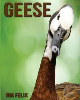 Paperback Geese: Children Book of Fun Facts & Amazing Photos on Animals in Nature - A Wonderful Geese Book for Kids aged 3-7 Book