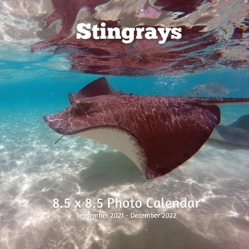 Paperback Stingrays 8.5 X 8.5 Calendar September 2021 -December 2022: Monthly Calendar with U.S./UK/ Canadian/Christian/Jewish/Muslim Holidays - Marine Life Book