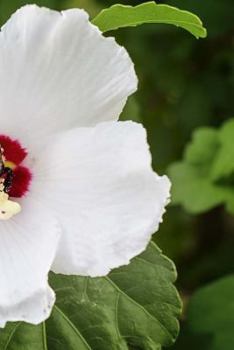 Paperback Hibiscus Flowers Notebook Book