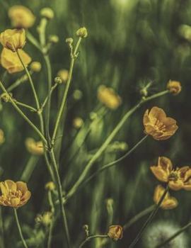 Paperback Buttercup: Notebook Book