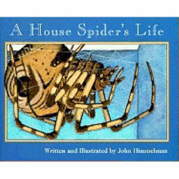 A House Spider's Life