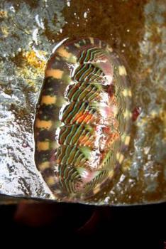 Paperback Lined Chiton Tonicella Lineata in Alaska Journal: Take Notes, Write Down Memories in this 150 Page Lined Journal Book