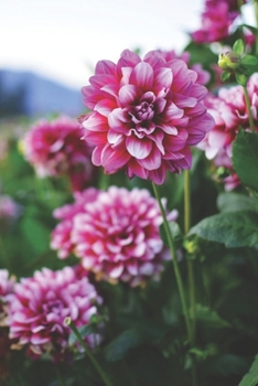 Journal: 150 Dot Grid Sheets, 6x9 Inches, Flowers, Floral, Plan Your Day and Organize Your Life, Tracker, Productivity, Diary, Notebook (MAGENTA)