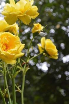 Climbing Roses Notebook