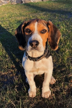 Beagle Dog Pup Puppy Doggie Notebook Bullet Journal Diary Composition Book Notepad - Sunset on Lawn: Cute Animal Pet Owner Composition Book with 100 College Ruled Lined Paper Pages in 6” x 9” Inch