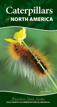 Spiral-bound Caterpillars of North America: Easily Identify 90 Common Butterflies and Moths Book