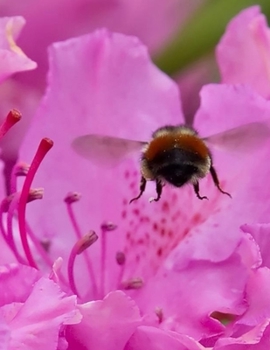 Paperback Bumblebee Journal: 100-page blank lined journal featuring a bumblebee's backside against a pink flower Book