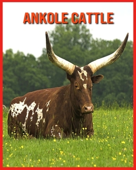 Ankole Cattle: Incredible Pictures and Fun Facts about Ankole Cattle
