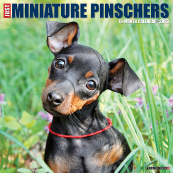 Calendar Just Mini Dachshunds 2023 Wall Calendar Book