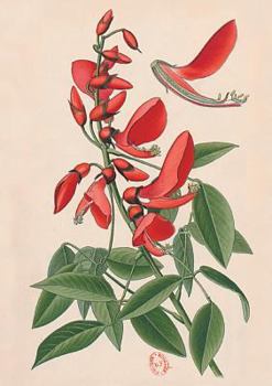 Carnet Blanc, Erythrine, Dessin 19e Sia]cle