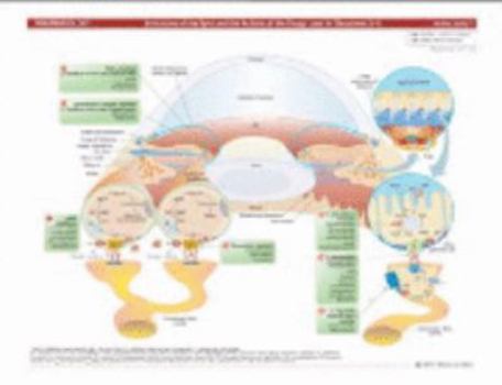 Loose Leaf MemoCharts Pharmacology: Drug Therapy for Glaucoma Book