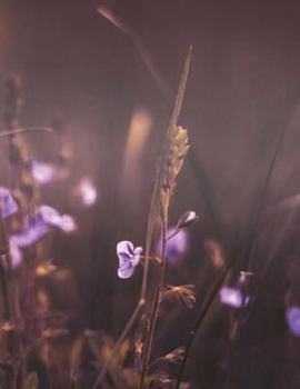 Flower Notebook Large Size 8.5 x 11 Ruled 150 Pages