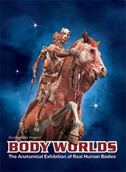 Body Worlds The Anatomical Exhibition of Real Human Bodies