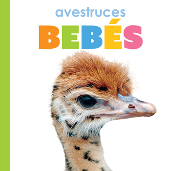 Library Binding Avestruces Bebés: Spanish Edition [Spanish] Book