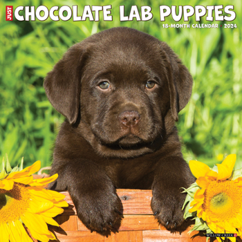 Calendar Just Chocolate Lab Puppies 2024 12 X 12 Wall Calendar Book