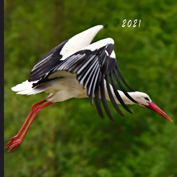 2021: Monthly Photo Calendar | January 2021 - December 2021 | Monthly Calendar with U.S./UK/ Canadian/Christian/Jewish/Muslim Holidays | Stork Photo Calendar
