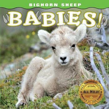 Board book Bighorn Sheep Babies Book